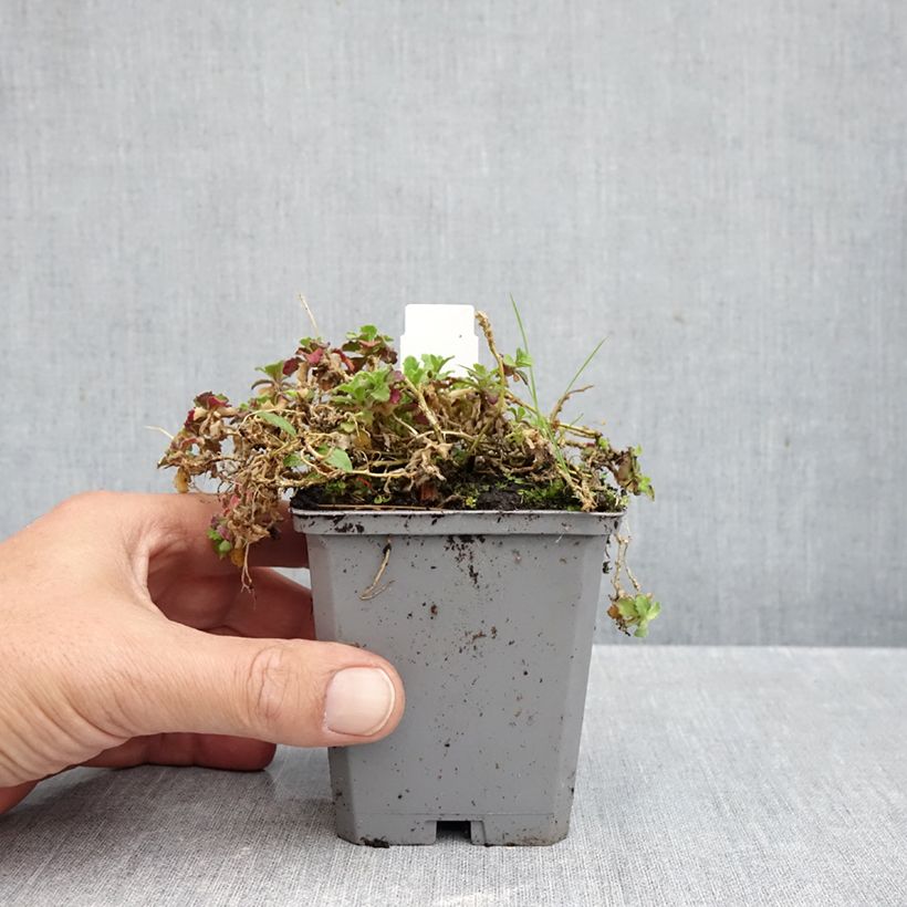 Amostra de Arabis caucasica Rosea Vaso de 8/9 cm tal como entregue no outono