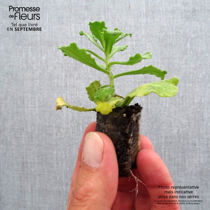 Amostra de Arabis caucasica Alabaster Mini-torrão Ø 3/4 cm tal como entregue no outono