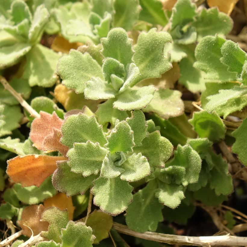 Arabis caucasica Alabaster (Folhagem)