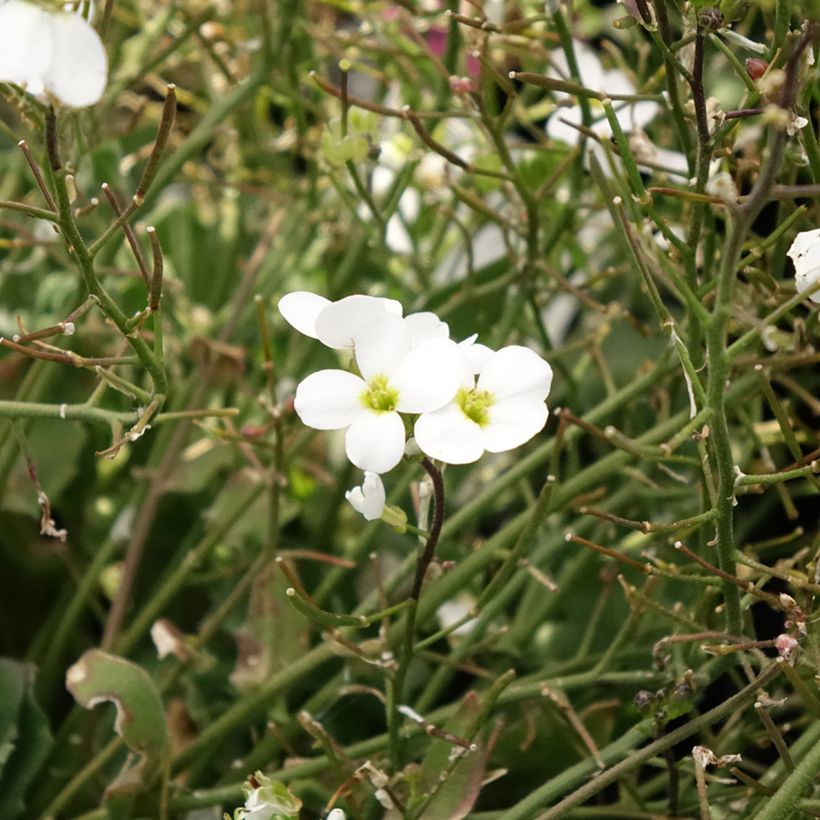 Arabis caucasica Alabaster (Floração)