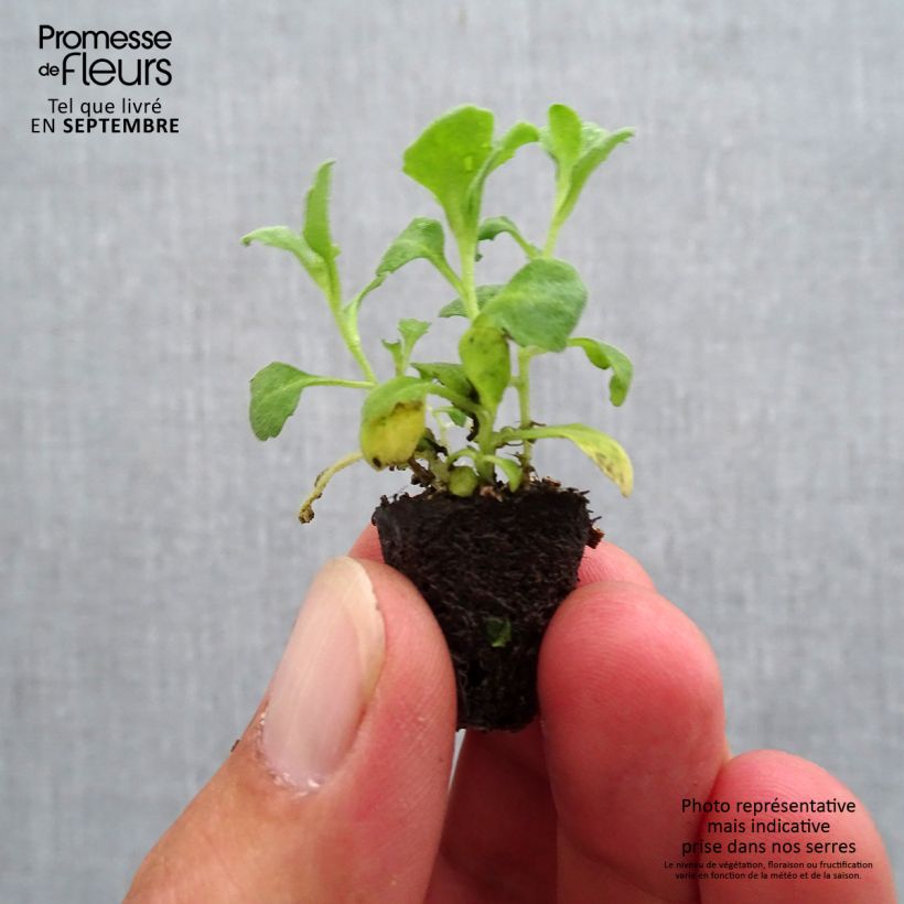 Amostra de Arabis caucasica Aubris Deep Rose - Arabette du Caucase Mini-motte Ø 1,5/2,5 cm tal como entregue no outono