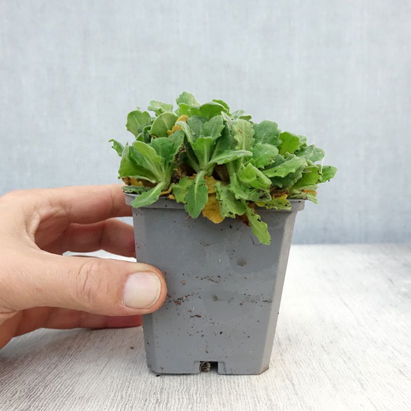 Amostra de Arabis caucasica Plena Vaso de 7/8 cm tal como entregue no outono