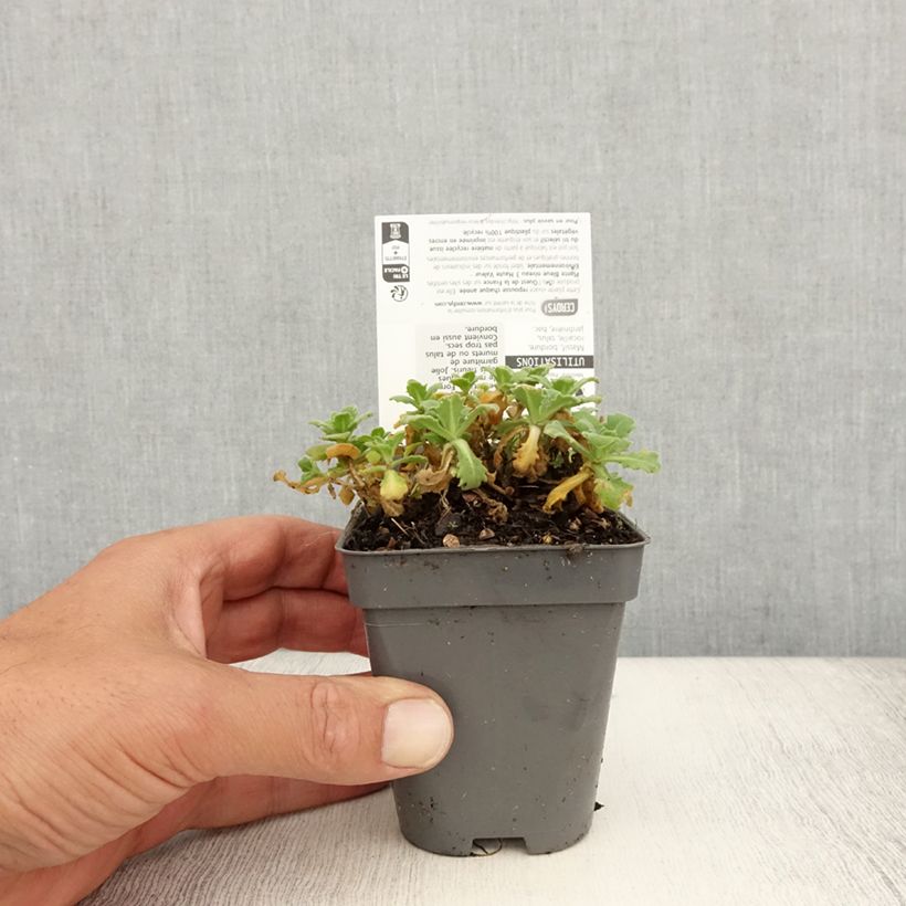 Amostra de Arabis caucasica Snowball Vaso de 8/9 cm tal como entregue no verão
