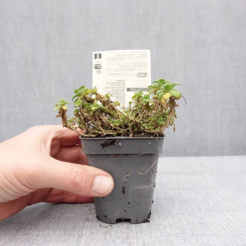 Amostra de Arabis caucasica Snowball - Corbeille d'argent Godet de 8/9 cm tal como entregue no inverno