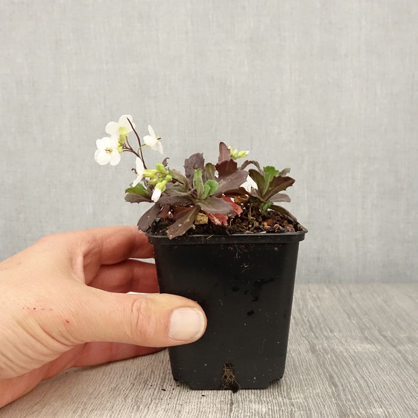 Amostra de Arabis caucasica Snowball Vaso de 8/9 cm tal como entregue na primavera