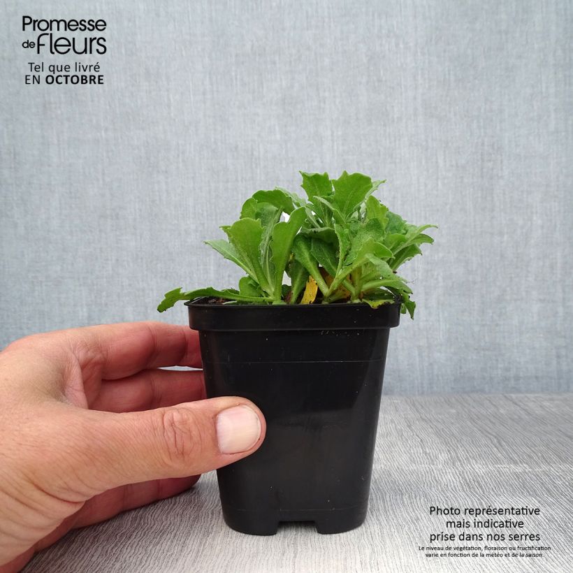 Amostra de Arabis caucasica Snowcap Vaso de 8/9 cm tal como entregue no outono