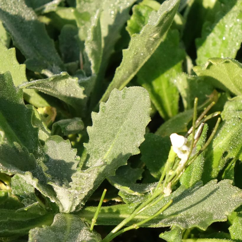 Arabis caucasica Snowcap (Folhagem)