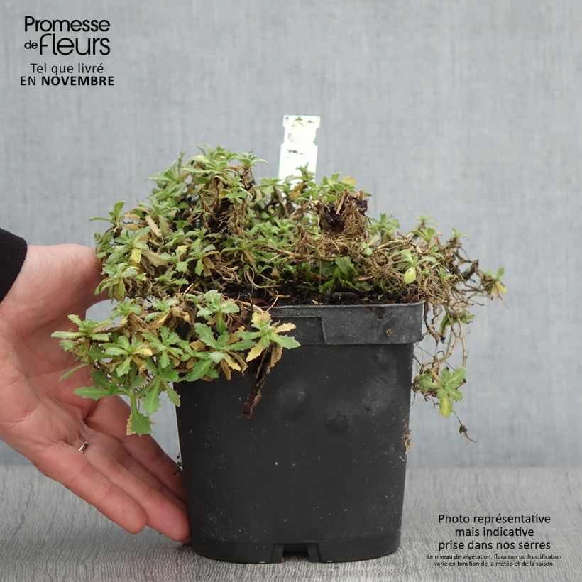Amostra de Arabis caucasica Snowcap Vaso de 2 L/3 L tal como entregue no outono