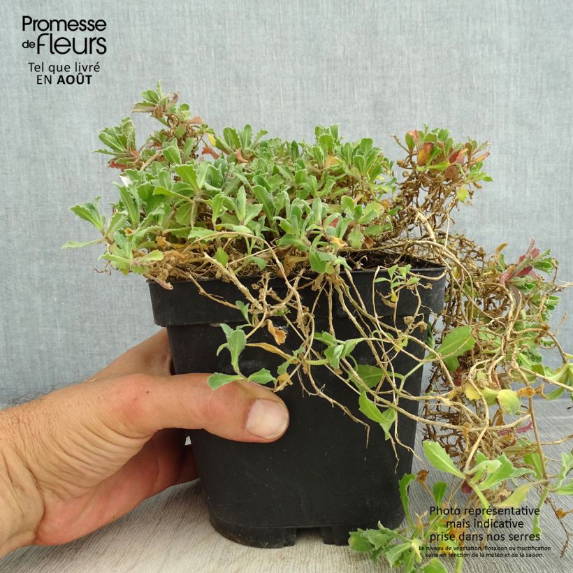 Amostra de Arabis caucasica Snowcap Vaso de 2 L/3 L tal como entregue no verão
