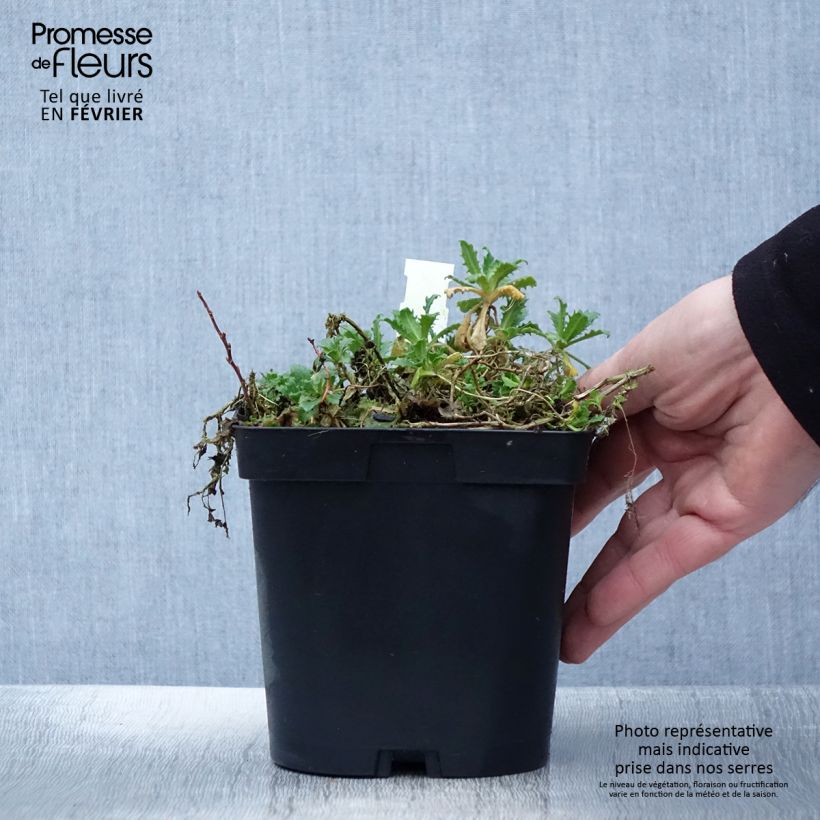 Amostra de Arabis caucasica Snowcap Vaso de 2 L/3 L tal como entregue no inverno