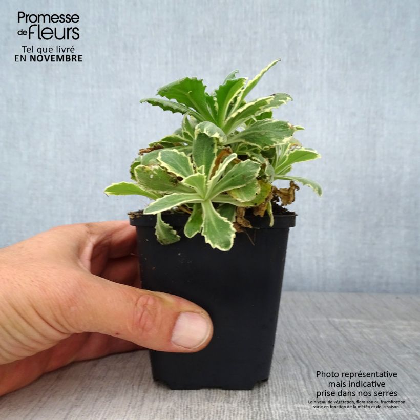 Amostra de Arabis caucasica Variegata Vaso de 8/9 cm tal como entregue no outono