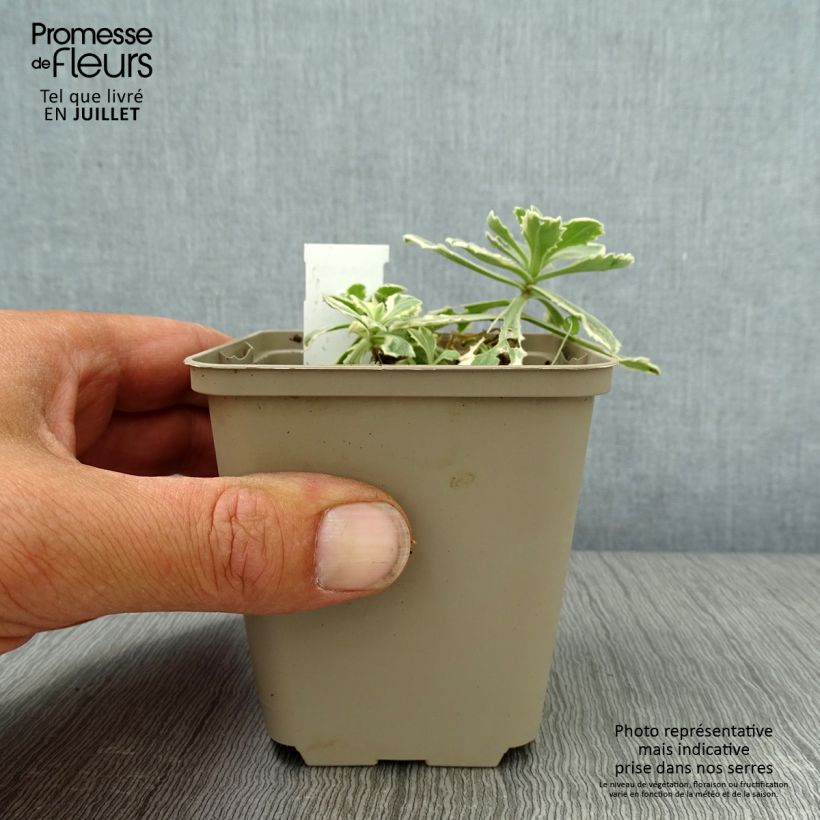 Amostra de Arabis caucasica Variegata Vaso de 8/9 cm tal como entregue no verão