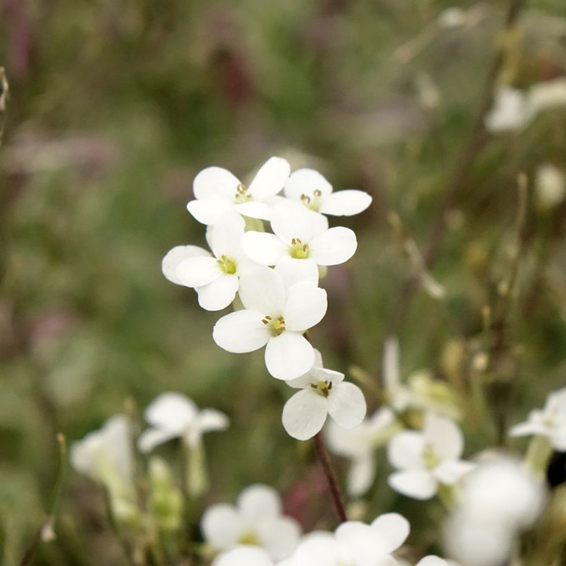 Arabis caucasica Variegata (Floração)