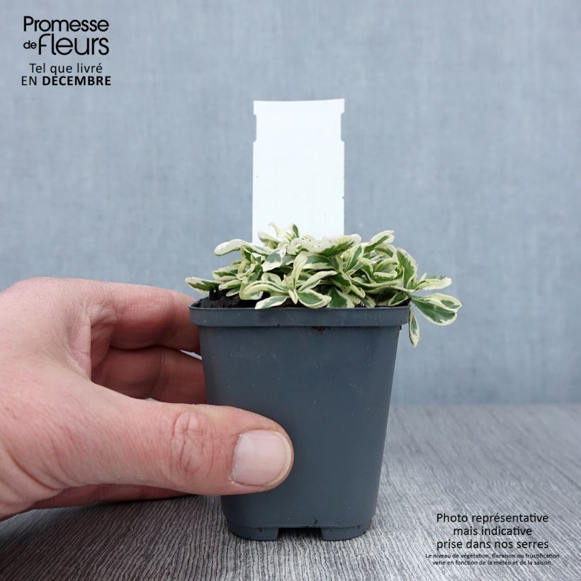 Amostra de Arabis ferdinandi coburgii Vaso de 8/9 cm tal como entregue no outono