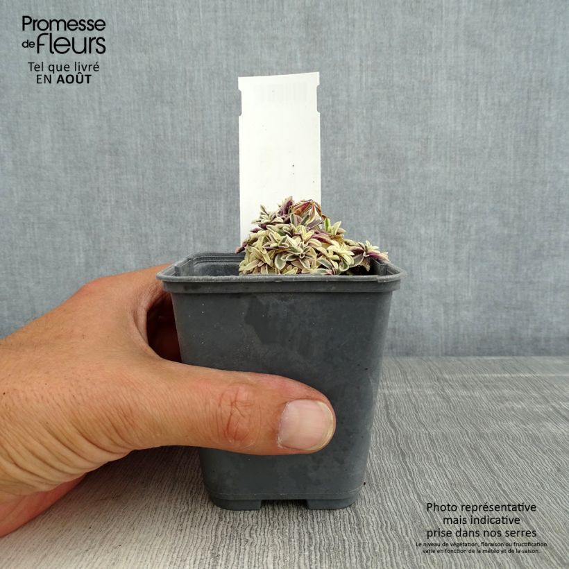 Amostra de Arabis ferdinandi coburgii Vaso de 8/9 cm tal como entregue no verão