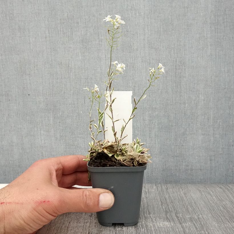 Amostra de Arabis ferdinandi coburgii Vaso de 8/9 cm tal como entregue na primavera