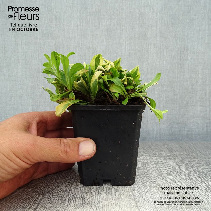 Amostra de Arabis ferdinandi coburgii Variegata Vaso de 8/9 cm tal como entregue no outono