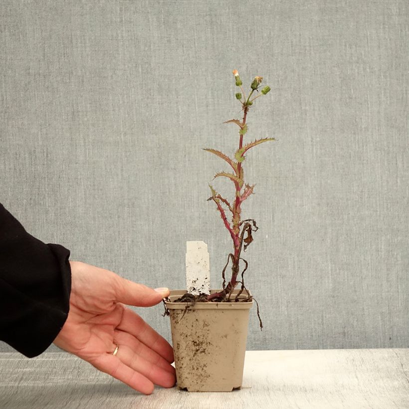 Amostra de Arabis procurrens Neuschnee Vaso de 8/9 cm tal como entregue no outono