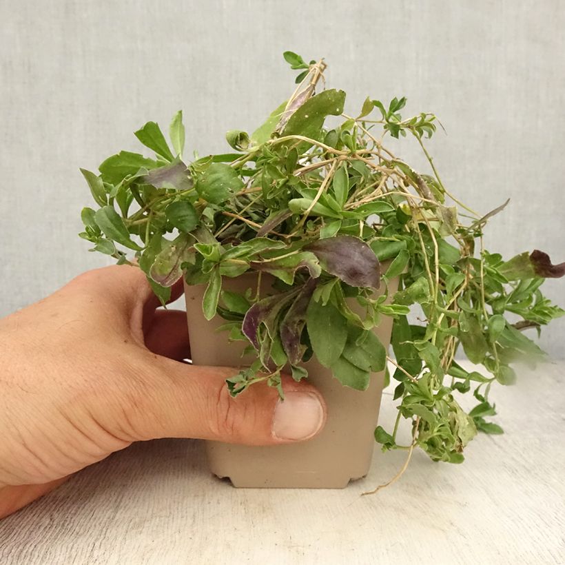 Amostra de Arabis procurrens Neuschnee Vaso de 8/9 cm tal como entregue no verão