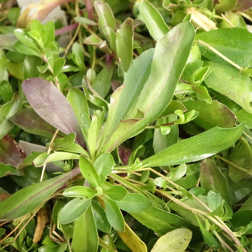 Arabis procurrens Neuschnee (Folhagem)