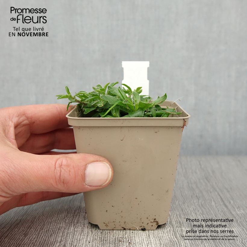 Amostra de Arabis × suendermannii Vaso de 8/9 cm tal como entregue no outono