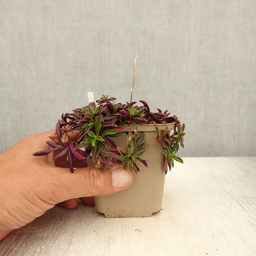 Amostra de Arabis × suendermannii Vaso de 8/9 cm tal como entregue no verão