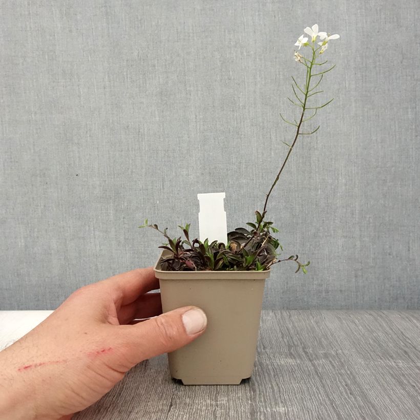 Amostra de Arabis × suendermannii Vaso de 8/9 cm tal como entregue na primavera