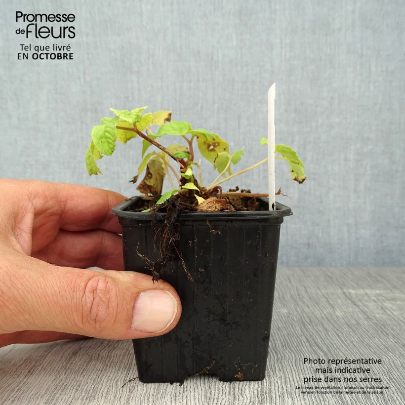 Amostra de Aralia cordata Sun King Vaso de 8/9 cm tal como entregue no outono