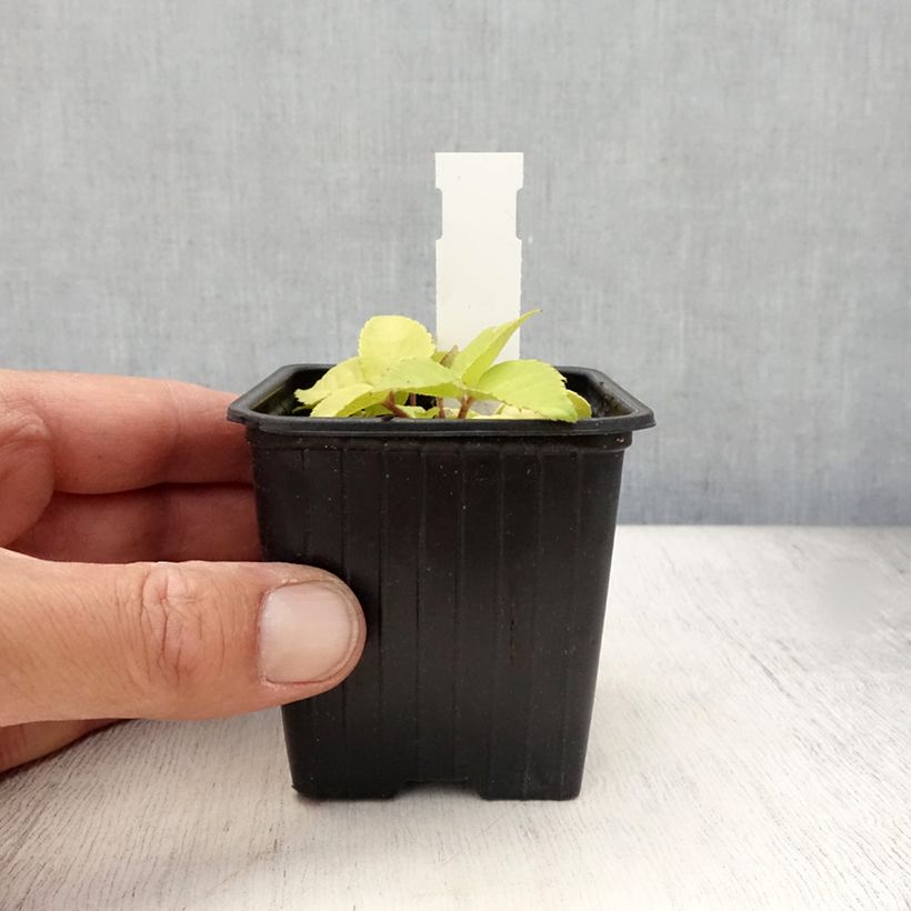 Amostra de Aralia cordata Sun King Vaso de 8/9 cm tal como entregue no verão