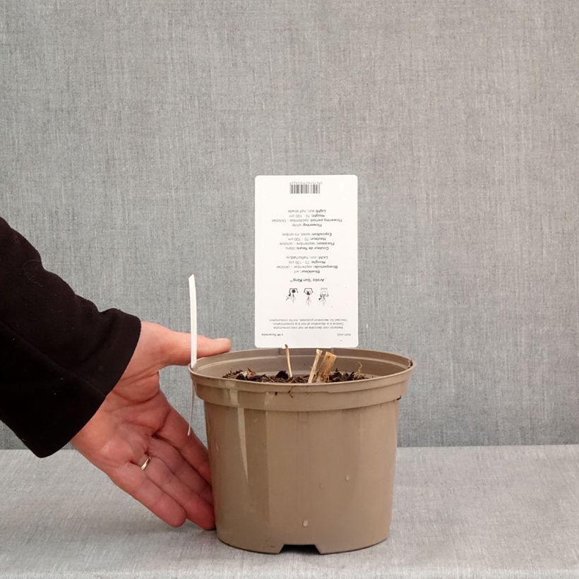 Amostra de Aralia cordata Sun King Vaso de 2 L/3 L tal como entregue na primavera