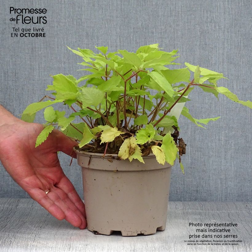 Amostra de Aralia cordata Sun King Vaso de 2 L/3 L tal como entregue no outono