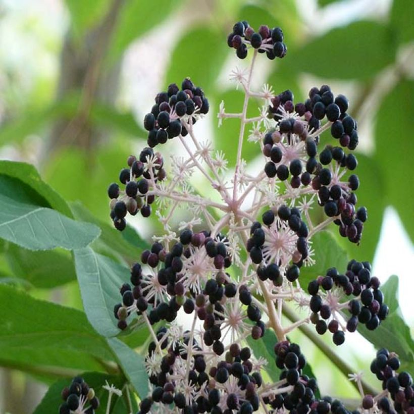 Aralia elata (Colheita)