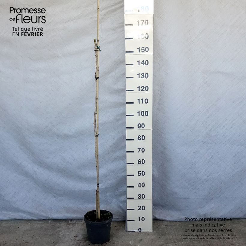 Amostra de Aralia elata - Angélique en arbre du Japon Vaso de 3 L/4 L tal como entregue no inverno