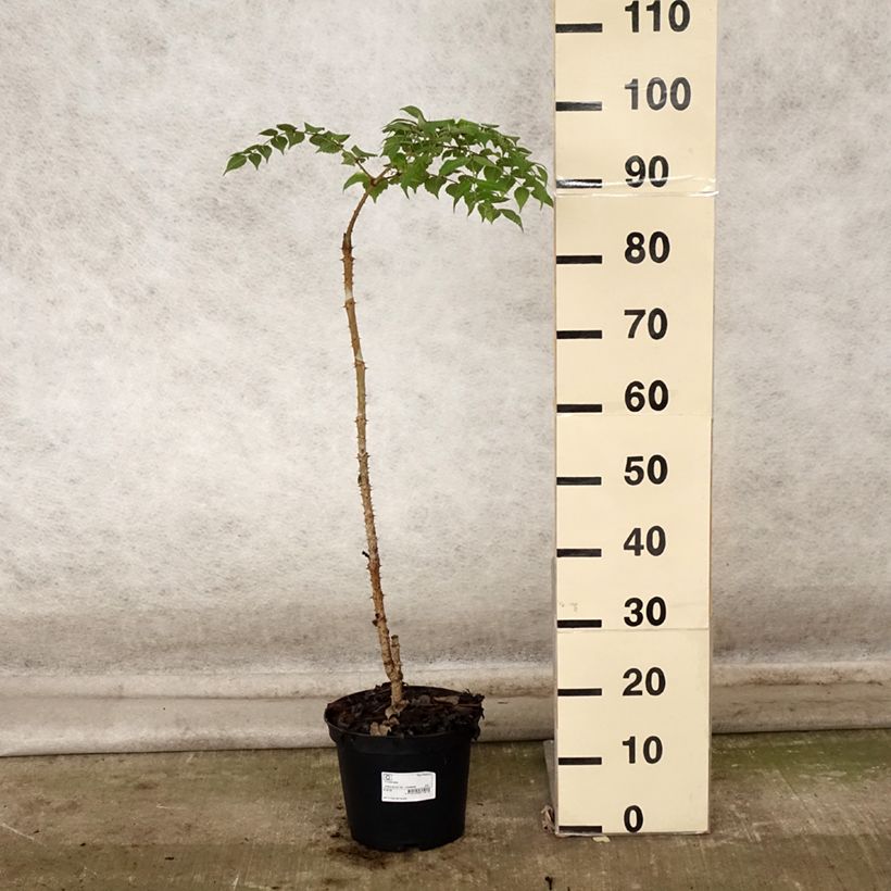 Amostra de Aralia elata Vaso de 3 L/4 L tal como entregue no outono