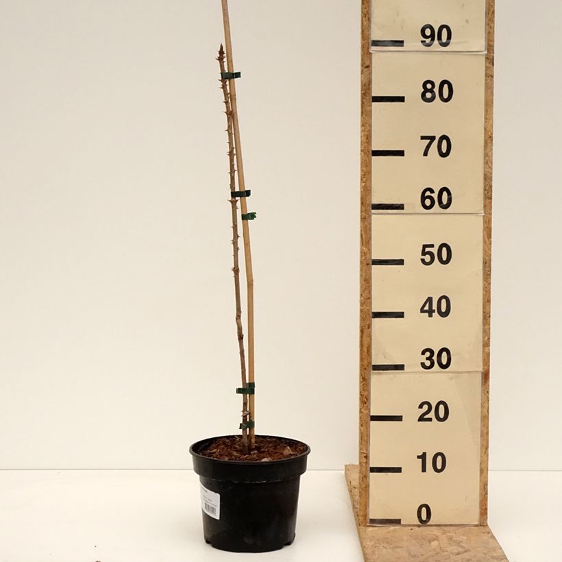 Amostra de Aralia elata Vaso de 3 L/4 L tal como entregue na primavera