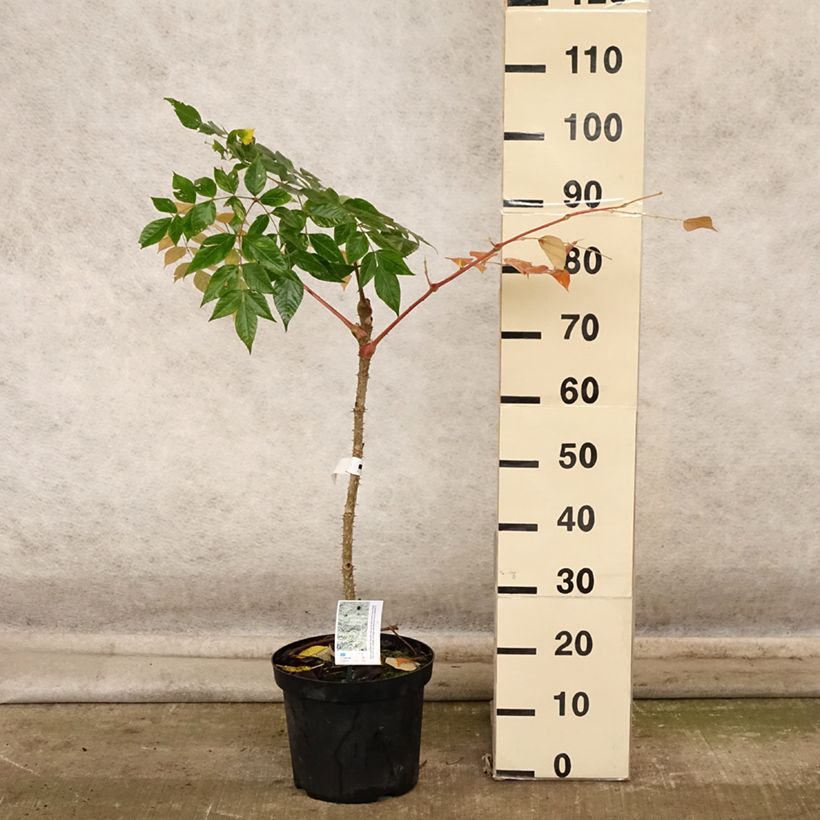 Amostra de Aralia elata Golden Umbrella Vaso de 7,5 L/10 L tal como entregue no outono