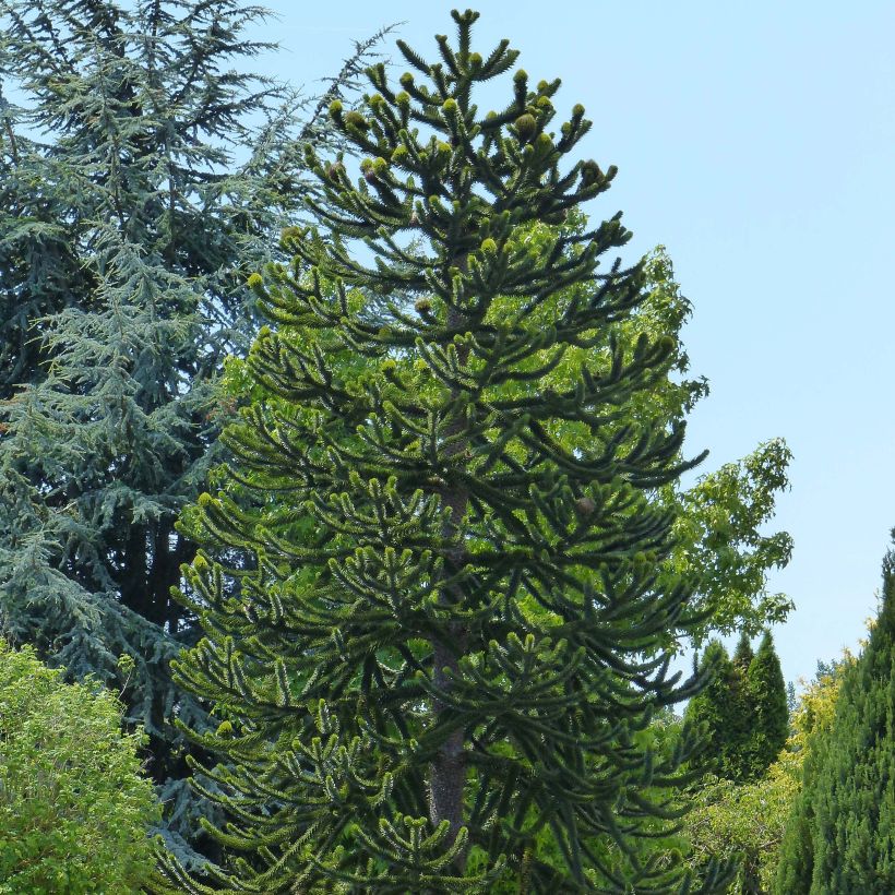 Araucaria araucana (Hábito)