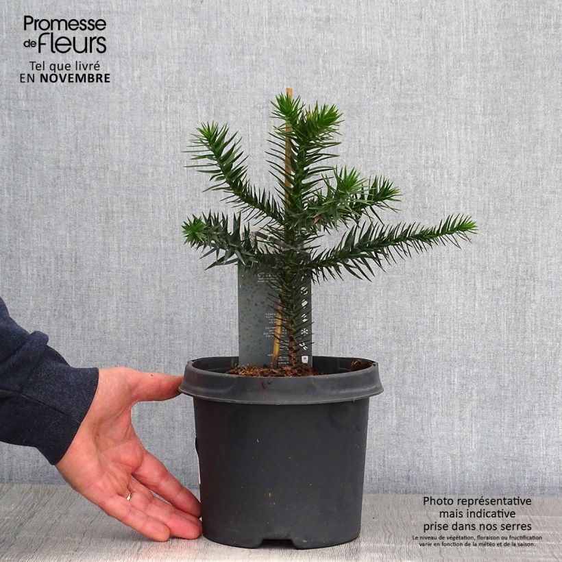 Amostra de Araucaria araucana Vaso de 3 L/4 L tal como entregue no outono