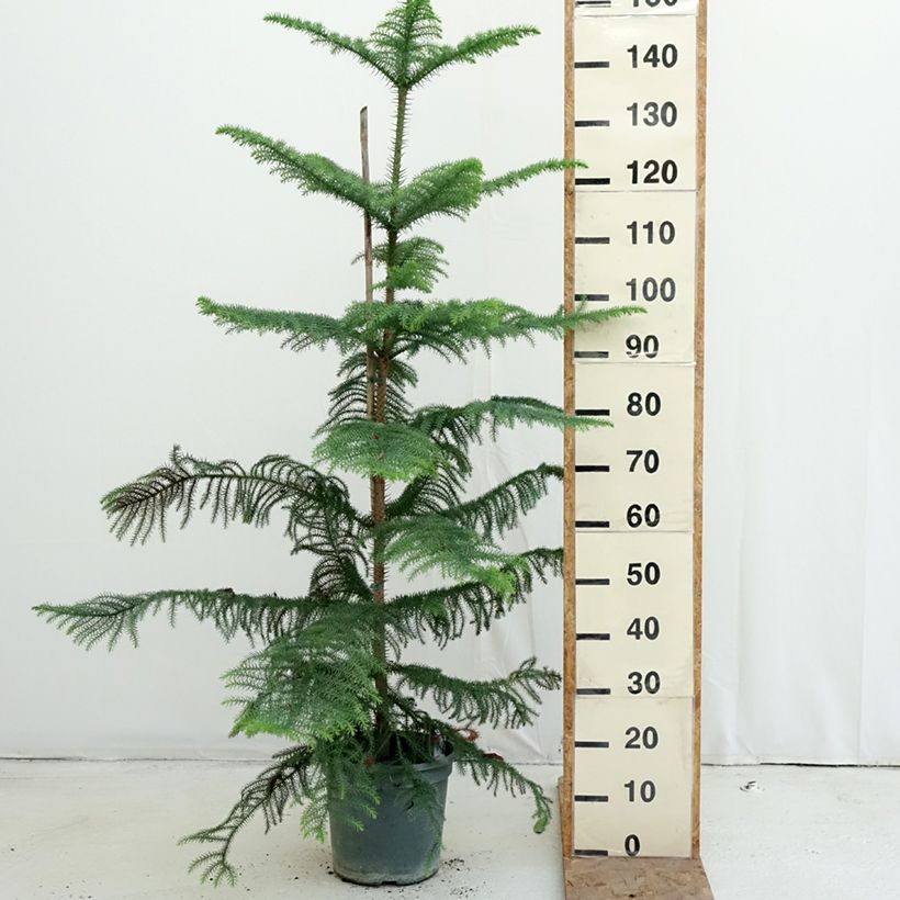Amostra de Araucaria heterophylla Vaso de 7,5 L/10 L tal como entregue no outono