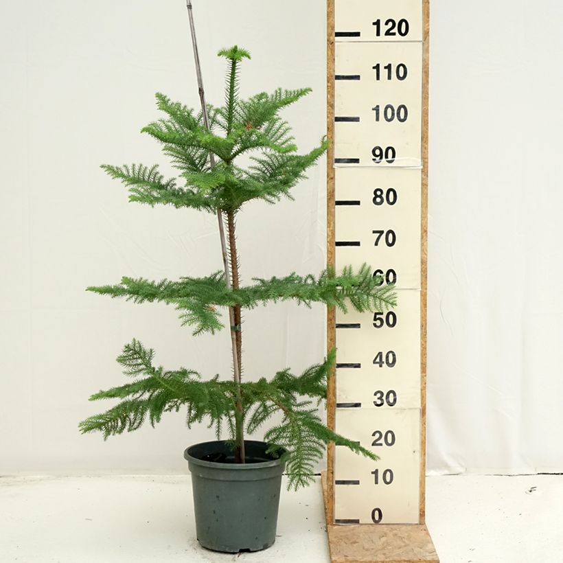 Amostra de Araucaria heterophylla Vaso de 7,5 L/10 L tal como entregue no verão