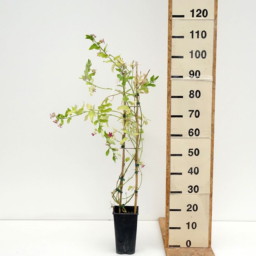 Amostra de Araujia sericifera Pink Vaso de 2 L/3 L tal como entregue no verão