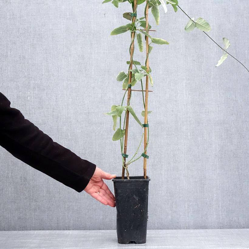 Amostra de Araujia sericifera Pink - Plante cruelle Pot de 2L/3L tal como entregue no inverno