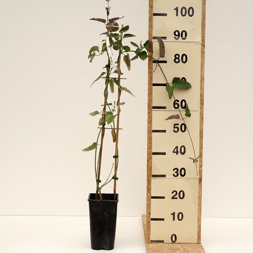 Amostra de Araujia sericifera Pink Vaso de 2 L/3 L tal como entregue na primavera