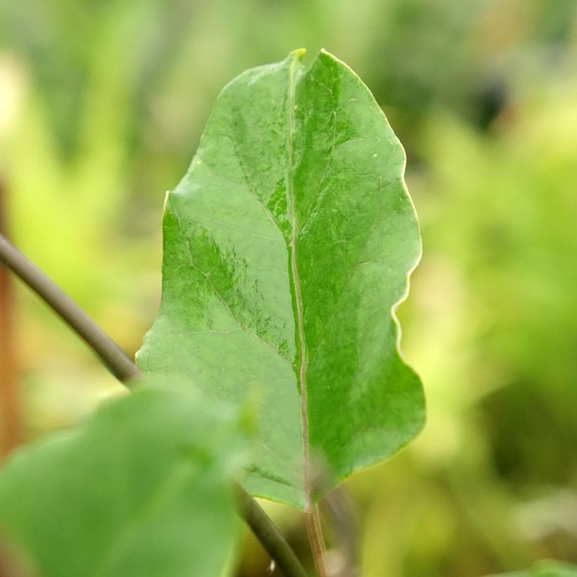 Araujia sericifera Rosea (Folhagem)