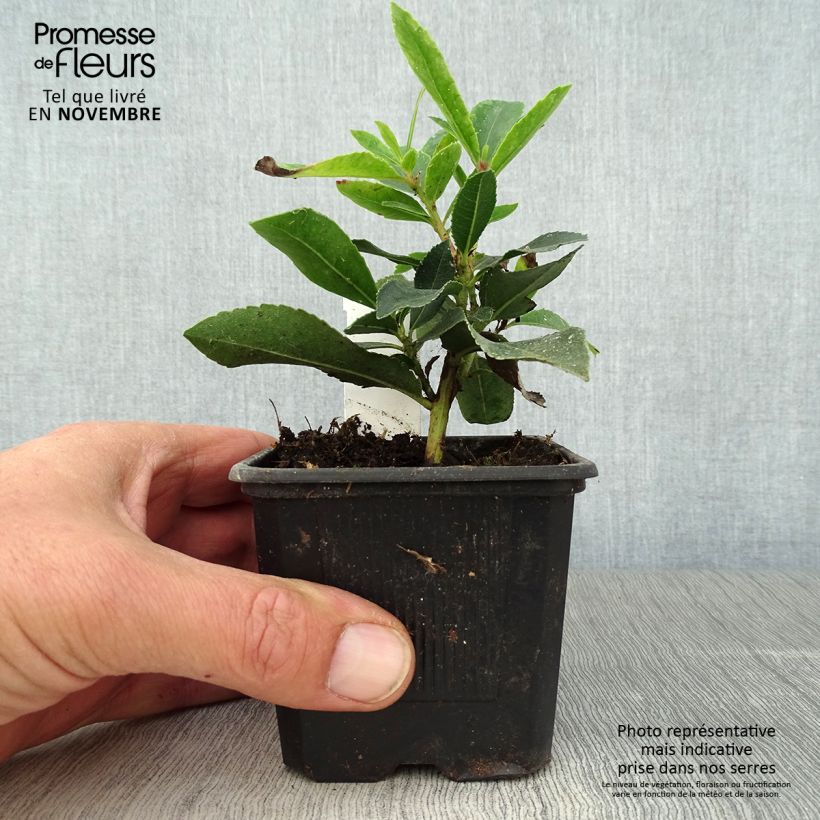 Amostra de Medronheiro - Arbutus unedo Pink Giant 'Nevez' Vaso de 8/9 cm tal como entregue no outono