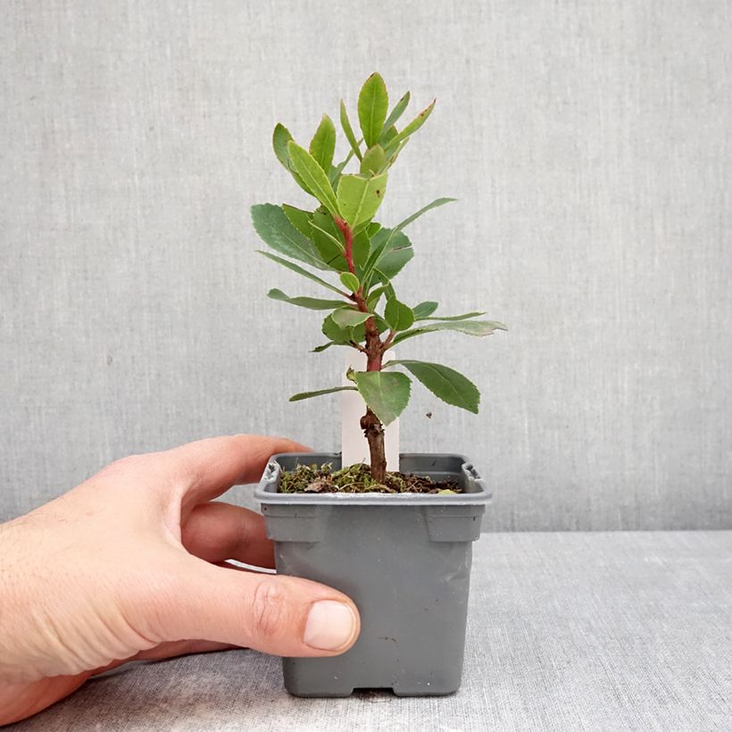 Amostra de Medronheiro - Arbutus unedo Pink Giant 'Nevez' Vaso de 8/9 cm tal como entregue na primavera