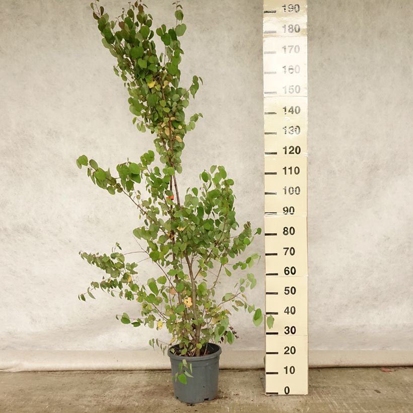 Amostra de Cercidiphyllum japonicum Vaso de 7,5 L/10 L tal como entregue no verão