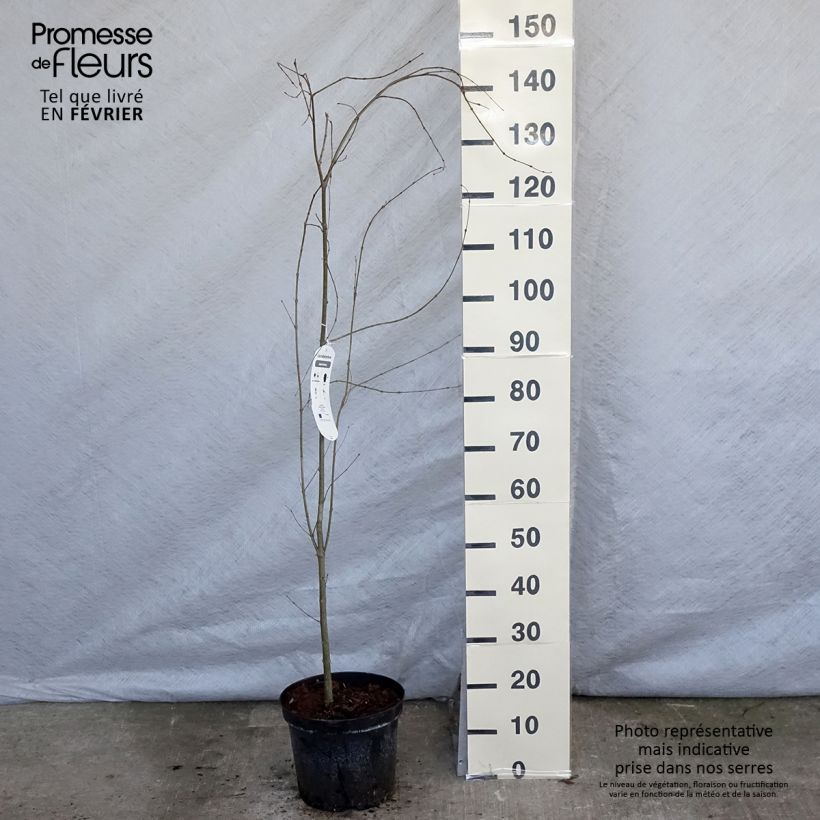 Amostra de Arbre à caramel - Cercidiphyllum japonicum Vaso de 7,5 L/10 L tal como entregue no inverno