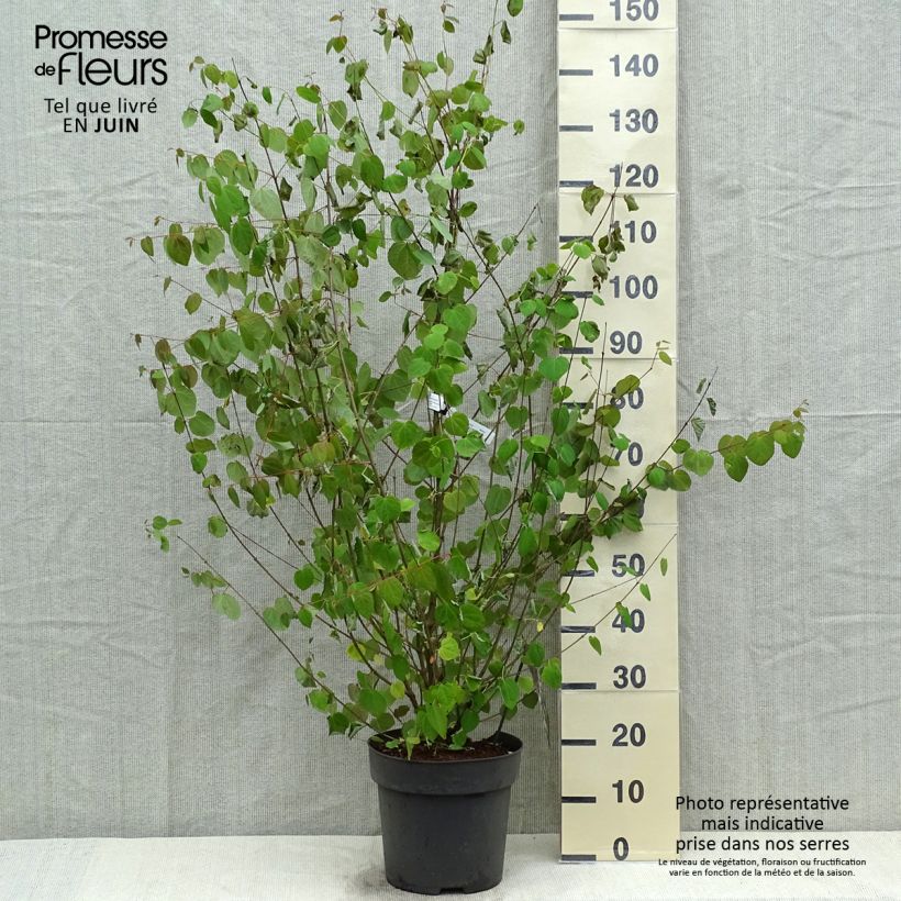 Amostra de Cercidiphyllum japonicum Vaso de 7,5 L/10 L tal como entregue na primavera