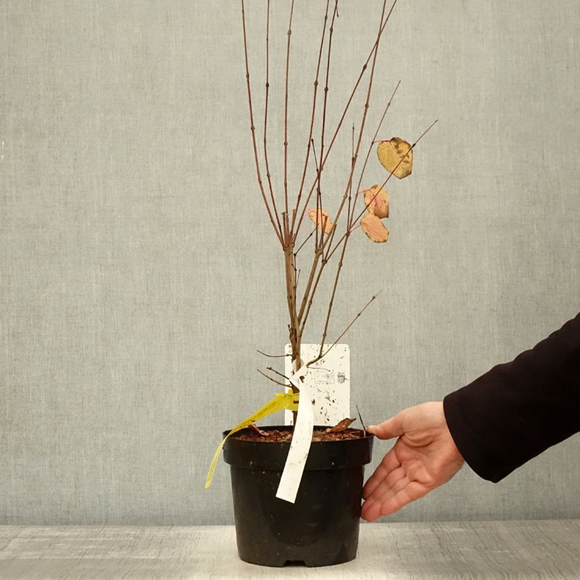 Amostra de Cercidiphyllum japonicum Vaso de 3 L/4 L tal como entregue no outono